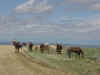 Wild horses 3.jpg (46603 bytes)